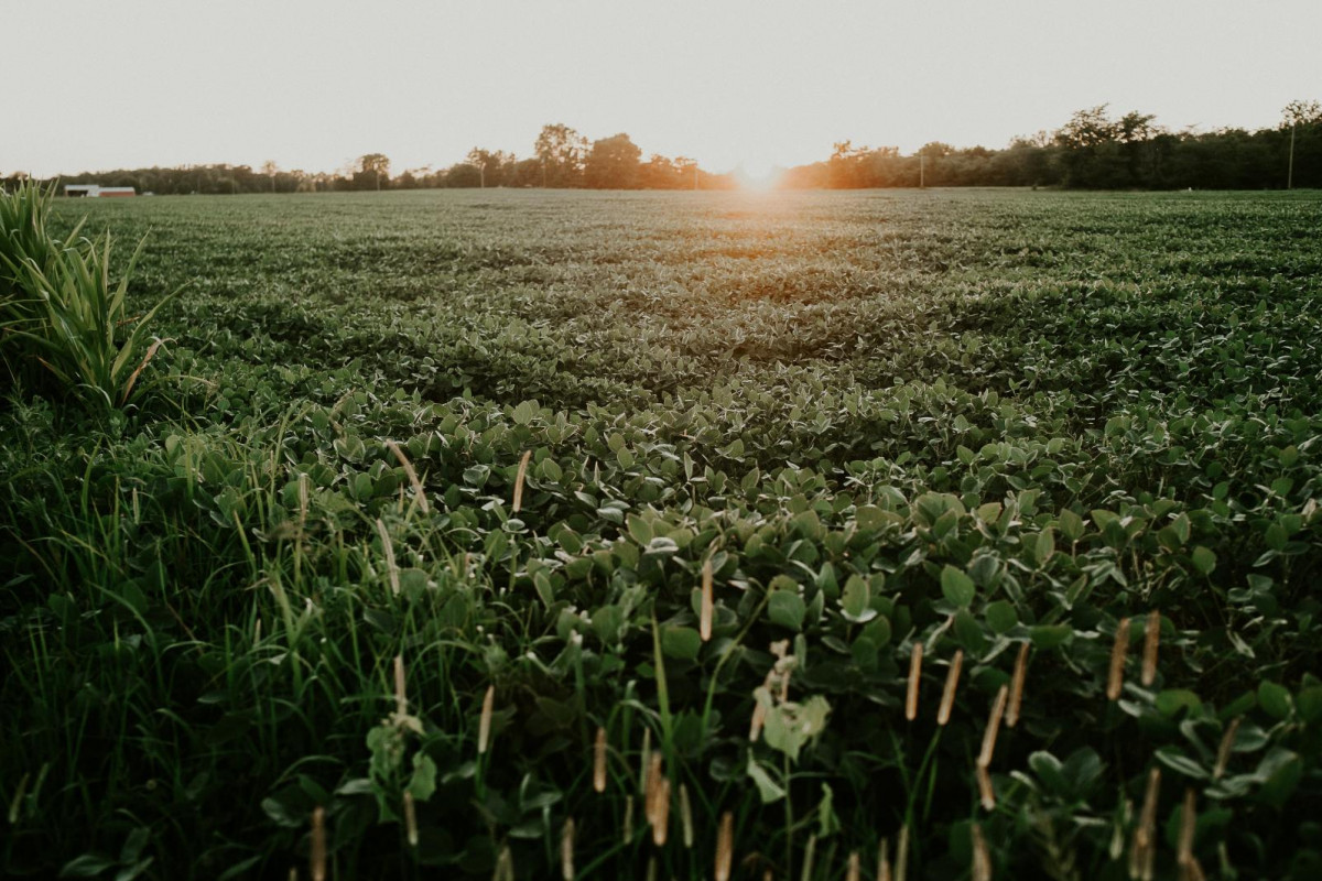 Incentivising Soy Farmers to Stop Deforestation and Achieve Full Traceability in the Brazilian Amazon