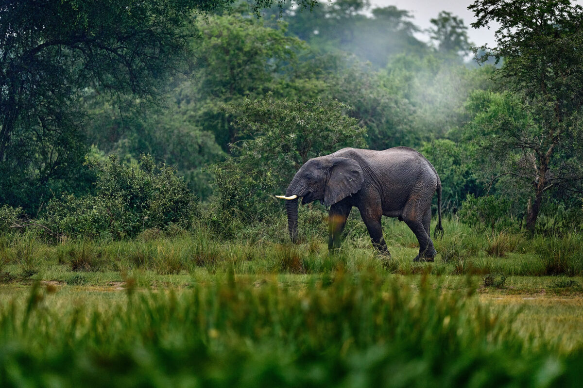 Creation of the Pinselli-Soyah-Sabouyah National Park in Guinea