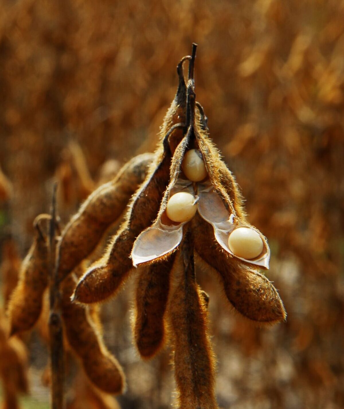 Enabling Better Transparency and Traceability in Beef and Soy Supply Chains in Brazil