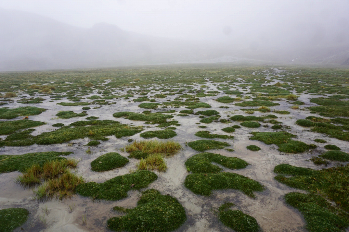 Monitoring restoration across the Andes–Amazon gradient to support resilience in the landscape