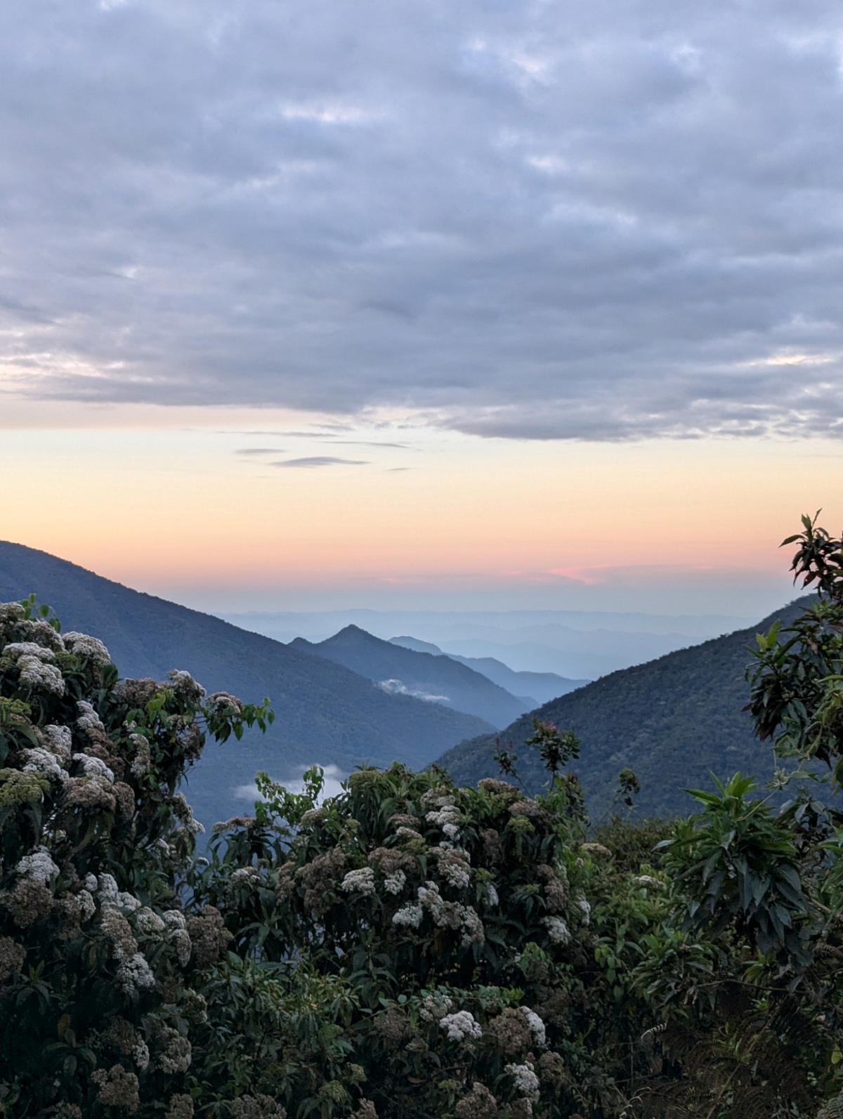 Restoration across an altitudinal gradient in Southern Peru