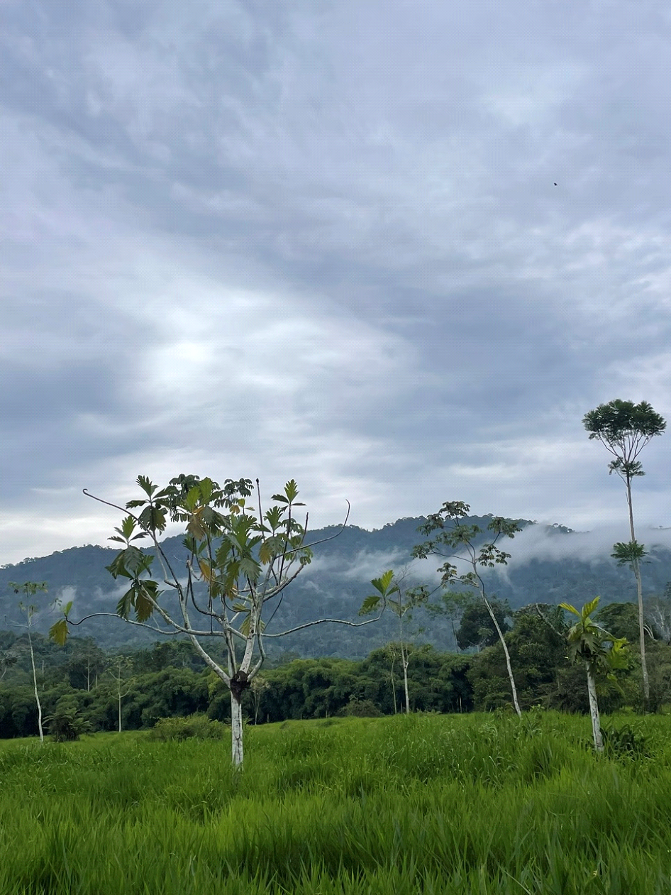 Area for Restoration at Manu Biological Station