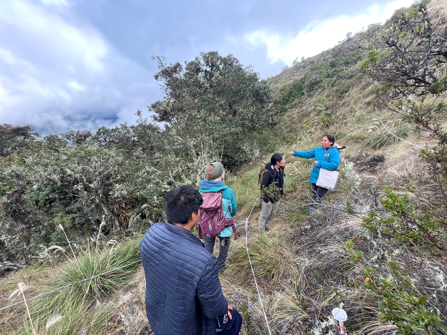 restoration sites at Wayqecha Biological Station