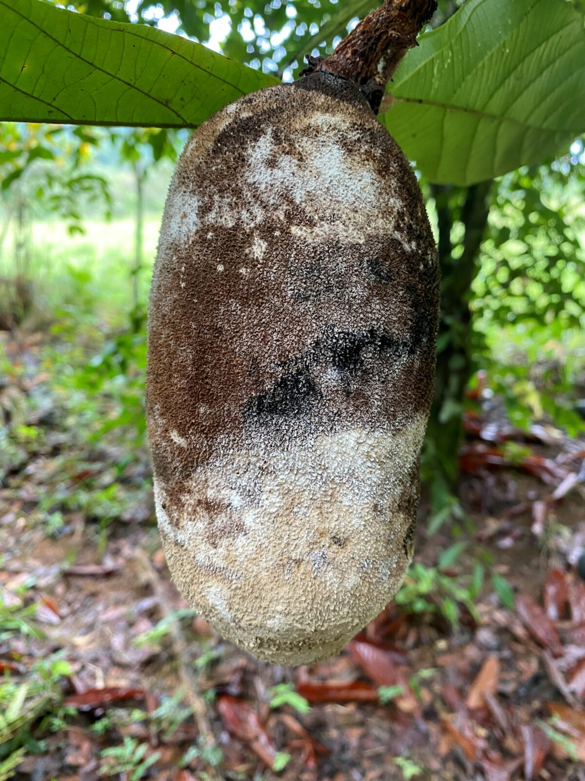 Opportunities Rooted in the Forest: A Bioeconomy Model for Caquetá in the Colombian Amazon